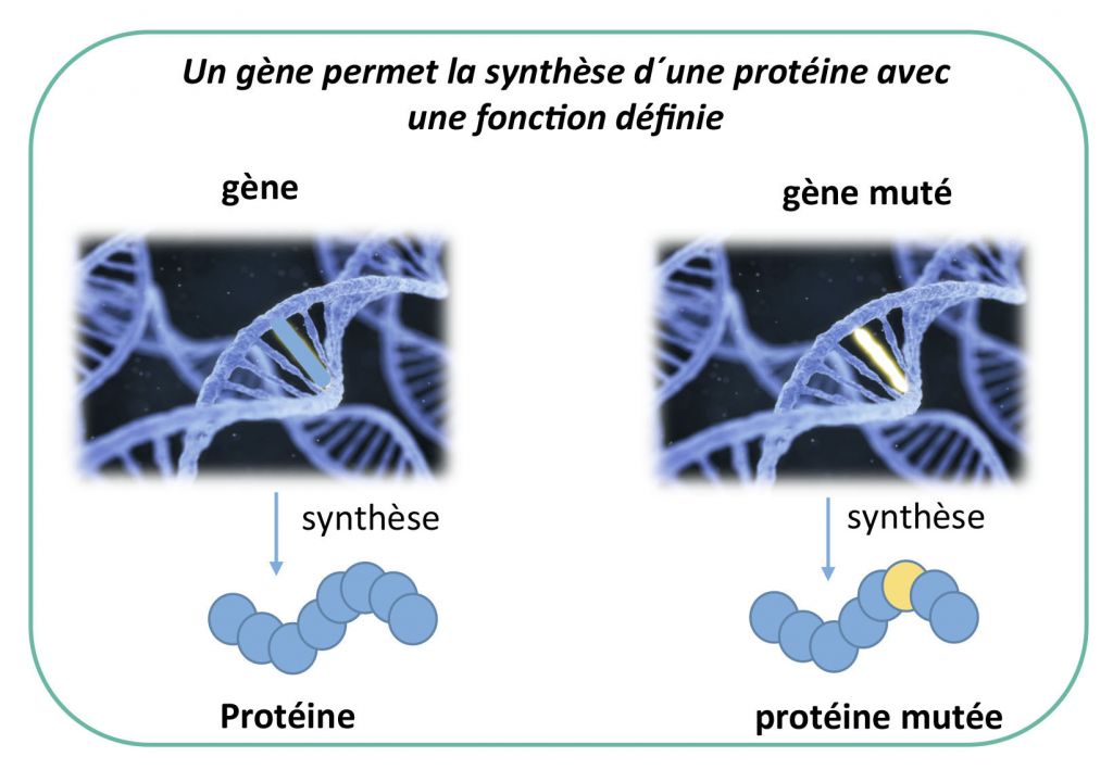 gene muté